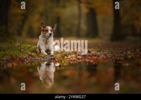 Chien en automne Banque D'Images