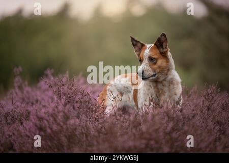 Chien dans la bruyère Banque D'Images