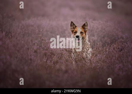 Chien dans la bruyère Banque D'Images