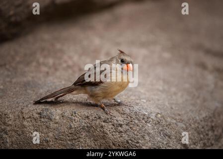 Oiseau Banque D'Images