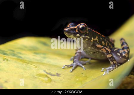 La grenouille à pois perchée sur une fleur Banque D'Images