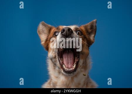 Chien de studio Banque D'Images