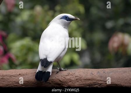 Le myna de Bali sur une souche d'arbre Banque D'Images