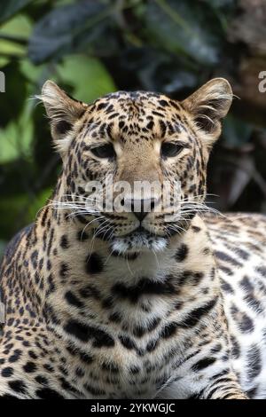 Gros plan photo d'un léopard Java d'un endroit sombre Banque D'Images