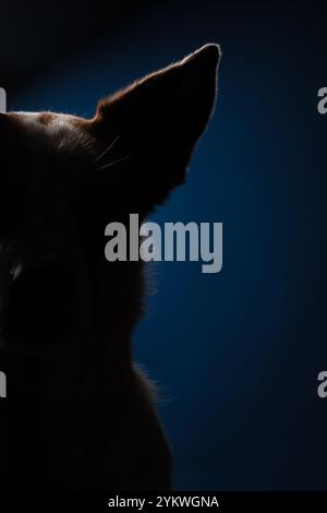 Chien de studio Banque D'Images