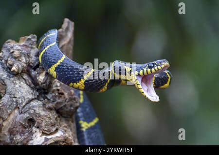 Le serpent de chat à anneau d'or en position d'attaque Banque D'Images