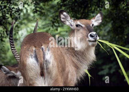 Les Impala femelles mangent de l'herbe Banque D'Images