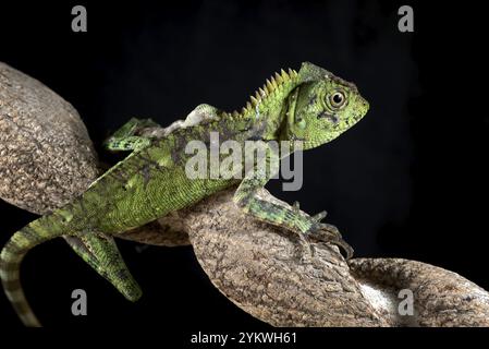 Dragon de la forêt de Sumatran sur fond noir Banque D'Images