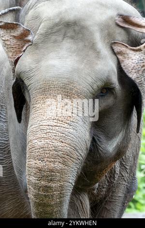 Photo en gros plan de l'éléphant de Sumatra Banque D'Images