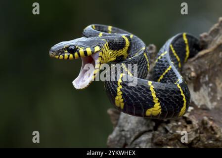 Dendrophia de la couleuvre de la Boïga en mode défensif Banque D'Images