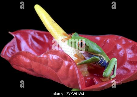 Gros plan photo d'une grenouille arboricole aux yeux rouges Banque D'Images