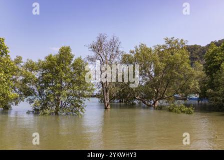 Une photo de plusieurs arbres submergés par la marée haute à Railay Beach East Banque D'Images