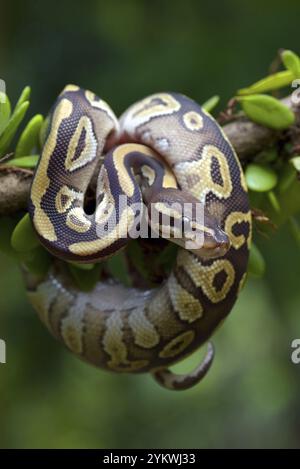 Balle python sur un arbre Banque D'Images