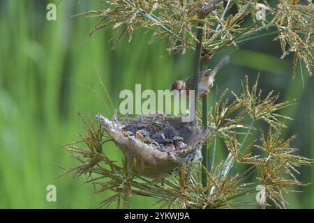 Streaked Fantail Warbler nourrit leurs poussins Banque D'Images