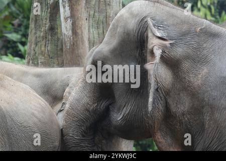 Photo en gros plan de l'éléphant de Sumatra Banque D'Images