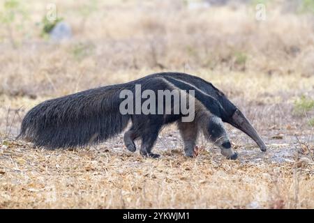 Fourmilier géant (Myrmecophaga tridactyla), au crépuscule, devant le lever du soleil, Pantanal, intérieur des terres, zone humide, réserve de biosphère de l'UNESCO, site du patrimoine mondial, Wetl Banque D'Images