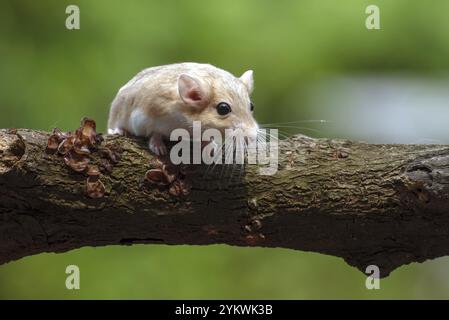Un rat du désert connu sous le nom de gerbille, à la recherche de nourriture Banque D'Images