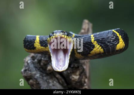 Le serpent de chat à anneau d'or en position d'attaque Banque D'Images