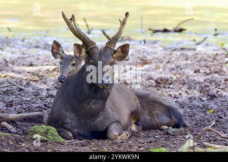 Cerf sambar mâle avec leur meute Banque D'Images