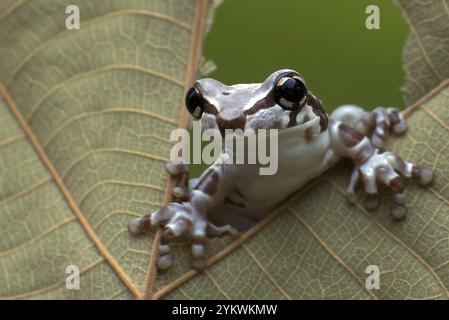 La grenouille de lait piquant d'un trou dans une feuille séchée Banque D'Images