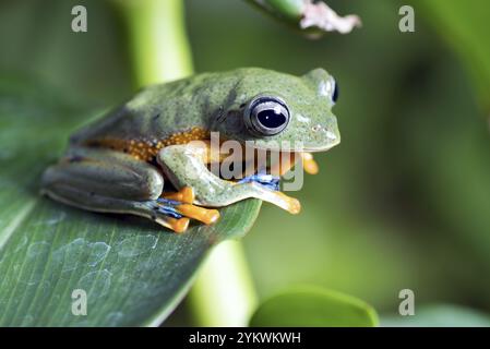 Grenouille d'arbre à toile noire sur une branche d'arbre Banque D'Images