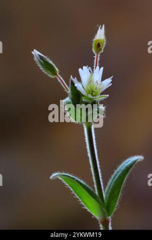 Oreille de souris commune dans la fleur. Dorset, Royaume-Uni mai 2019 Banque D'Images