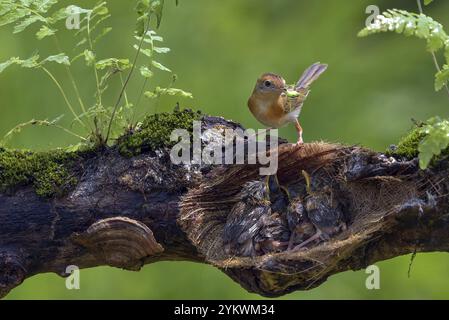 L'oiseau cisticola à tête dorée apporte de la nourriture pour leur poussin Banque D'Images