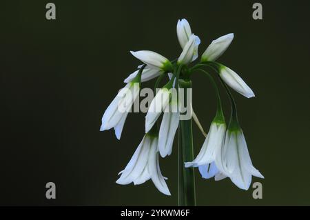 Floraison de poireaux à trois coins sur la rive de la route de campagne. Dorset, Royaume-Uni avril 2024 Banque D'Images