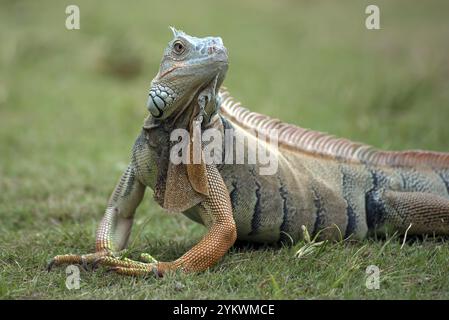 Grand iguana rouge marchant sur l'herbe Banque D'Images