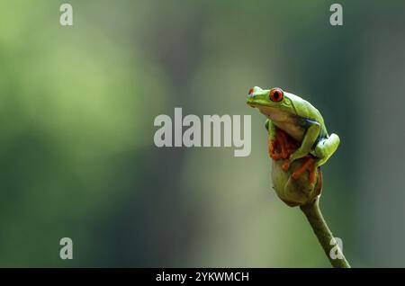 Red eyed green tree frog Banque D'Images