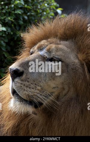 Gros plan photo d'un lion africain Banque D'Images