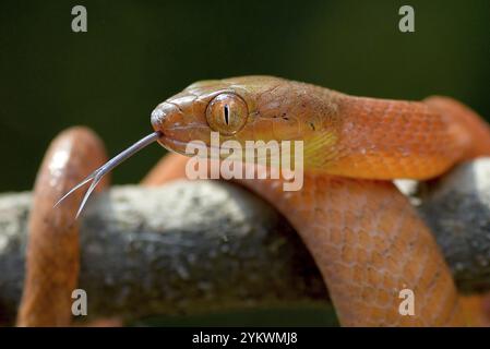 Le serpent boiga rouge attrape une proie Banque D'Images