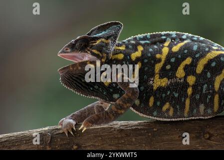 Caméléon voilé accroché à un arbre Banque D'Images