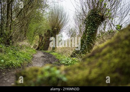 Un chemin étroit mène à travers une forêt avec des arbres couverts de mousse et une végétation luxuriante, sentier de randonnée bordé de vieux saules, Schoeller, Wuppertal Banque D'Images