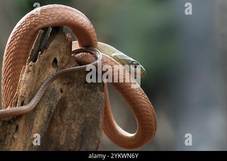 Serpent de chat à tête noire (Boiga nigriceps) enroulé autour du tronc de l'arbre Banque D'Images