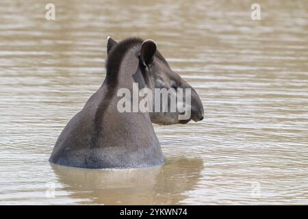 Tapir de plaine (Tapirus terrestris), prendre un bain, se rafraîchir dans l'eau, Pantanal, intérieur des terres, zone humide, réserve de biosphère de l'UNESCO, site du patrimoine mondial Banque D'Images