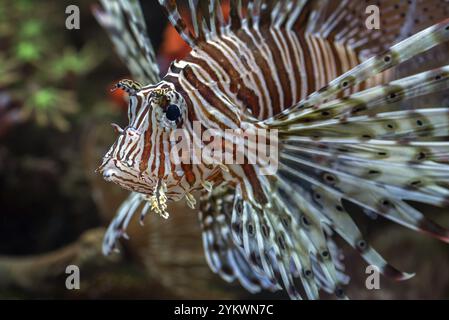 Vue de face du poisson lion avec nageoires évasées Banque D'Images