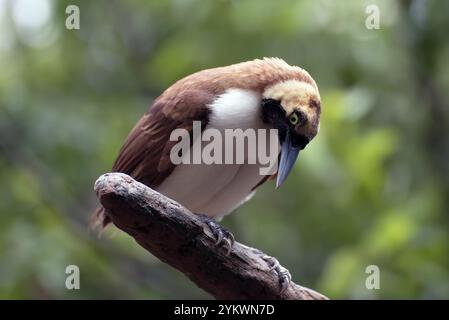 Oiseau Cendrawasih perché sur une branche d'arbre Banque D'Images