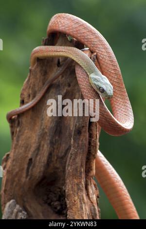 Serpent de chat à tête noire (Boiga nigriceps) enroulé autour du tronc de l'arbre Banque D'Images