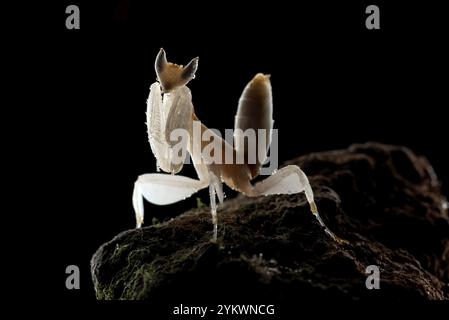 Fleur Mantis en fond sombre Banque D'Images