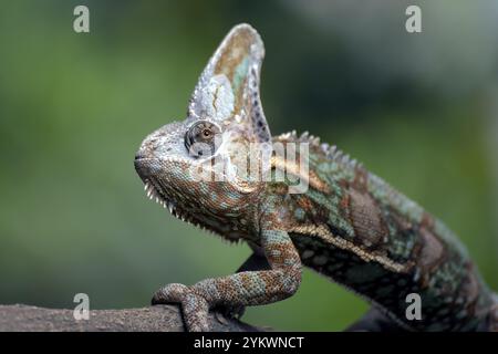 Caméléon voilé accroché à un arbre Banque D'Images