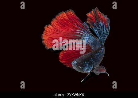 Betta siamois combattant des poissons en mouvement, tourné en studio avec fond noir Banque D'Images