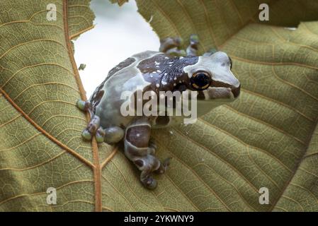 La grenouille de lait piquant d'un trou dans une feuille séchée Banque D'Images