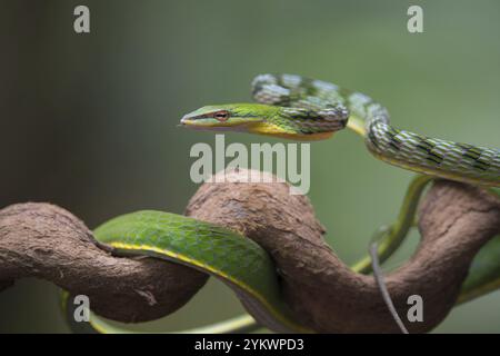 Gros plan de serpent de vigne asiatique sur l'arbre branche Banque D'Images