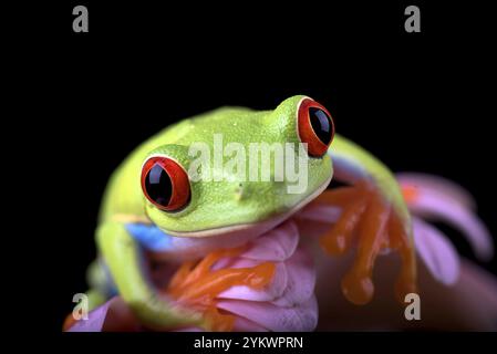 La grenouille arboricole aux yeux rouges perchée aux fleurs rouges Banque D'Images