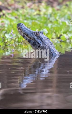 Caïman à lunettes (Caiman crocodilus yacara), crocodile (Alligatoridae), crocodile (Crocodylia), lève-tête, portrait d'animaux, réflexion, Pantanal, in Banque D'Images