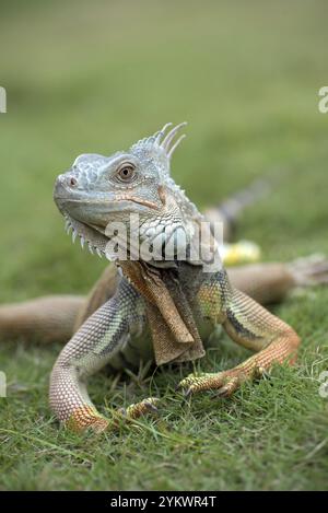 Gros plan portrait d'iguane commun Banque D'Images