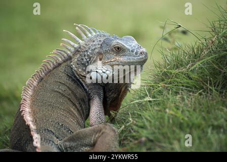 Grand iguana rouge marchant sur l'herbe Banque D'Images