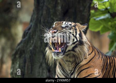 Grand tigre de sumatran adulte avec visage effrayant Banque D'Images