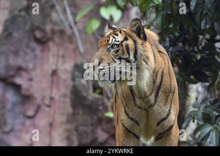 Gros plan photo d'un tigre de sumatra Banque D'Images